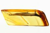 Detailed Fossil Leaf in Baltic Amber #273313-1